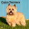 Cairn Terriers | 2026 12 x 24 Inch (Hanging) Monthly Square Wall Calendar | Plastic-Free